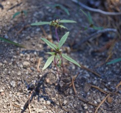 Phacelia racemosa