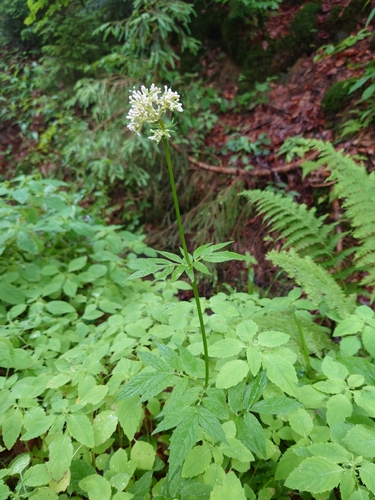 Image of Valeriana excelsa by (c) kalopsia, some rights reserved (CC BY)