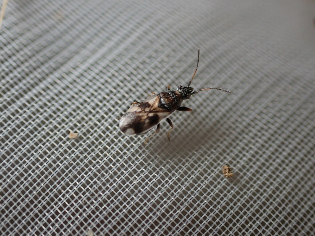 Macroplax fasciata
