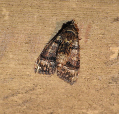 Chlumetia