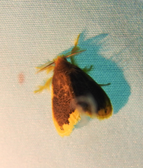 Euproctis quadrangularis