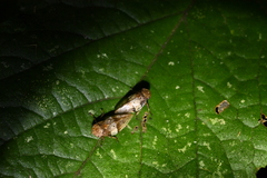 Aphrophora intermedia