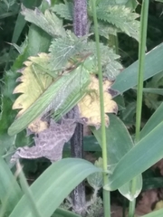 Tettigonia viridissima