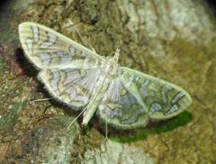 Nausinoe