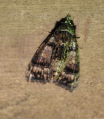 Chlumetia