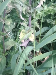 Tettigonia viridissima