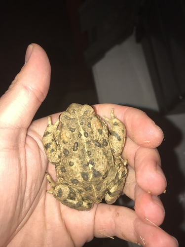 iNaturalist observation photo of California Toad