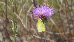 Colias harfordii