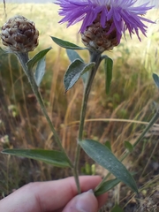 Centaurea jacea