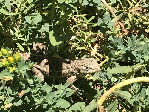 iNaturalist observation photo of Western Fence Lizard