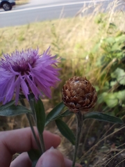 Centaurea jacea
