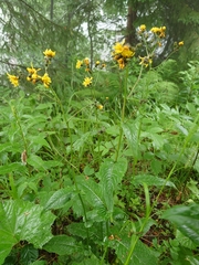Crepis paludosa