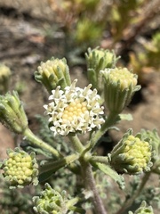 Chaenactis douglasii douglasii