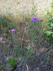 Centaurea jacea