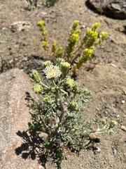 Chaenactis douglasii douglasii