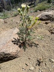 Chaenactis douglasii douglasii