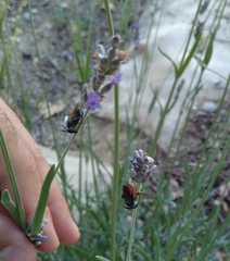 Ammobatoides abdominalis