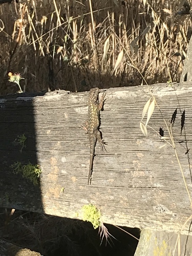 iNaturalist observation photo of Western Fence Lizard