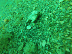 Ogcocephalidae