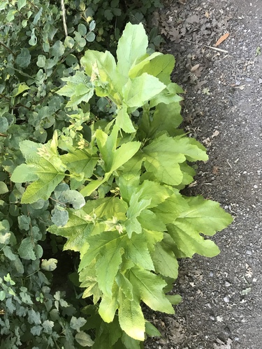 iNaturalist observation photo of western sycamore