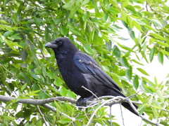 Corvus corone