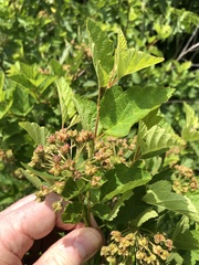 Physocarpus intermedius
