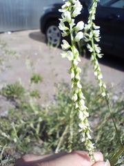 Melilotus albus