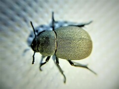 Phymatiotris quadricollis
