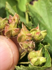 Physocarpus intermedius