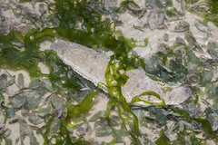 Holothuria scabra