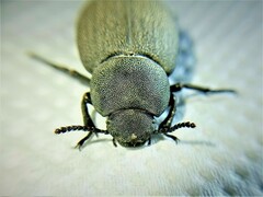 Phymatiotris quadricollis