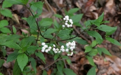 Ageratina riparia image