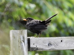Turdus merula