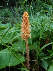 Orobanche flava