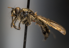 Laphria canis