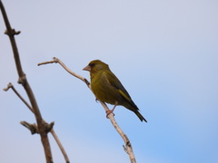 Chloris chloris