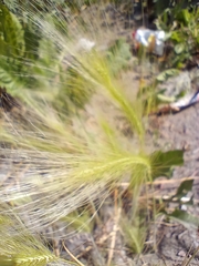 Hordeum jubatum