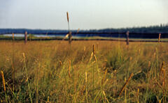 Hordeum brevisubulatum