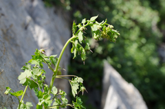Thalictrum macrocarpum