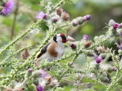 Carduelis carduelis