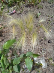 Hordeum jubatum