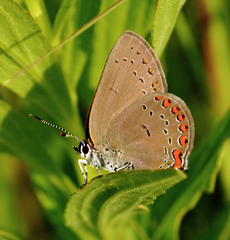Satyrium titus