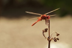 Crocothemis erythraea