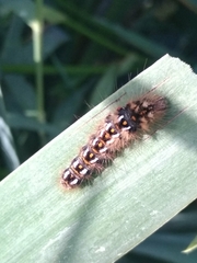 Acronicta rumicis