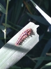 Acronicta rumicis