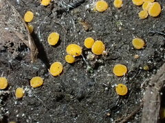 Ramsbottomia asperior