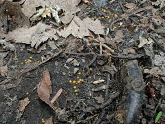 Ramsbottomia asperior