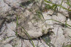 Laevistrombus canarium