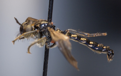 Eudioctria brevis