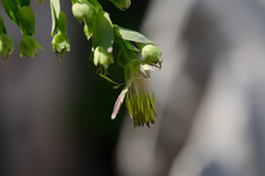 Thalictrum macrocarpum